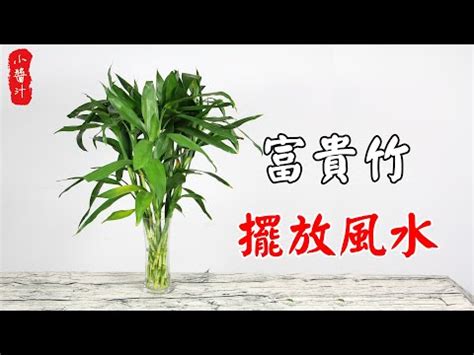 開運竹放陽台|開運竹可以放陽台嗎？